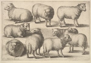 Neuf moutons - Wenceslaus Hollar