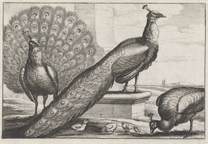 Paons (Diversae avium species)