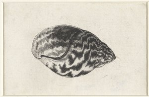 Coquille, achatina achatina, Coquilles (titre de la série) - Wenceslaus Hollar