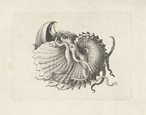 Coquillage, argonauta nodosa