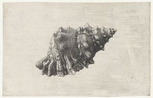 Coquille, bursa rubeta