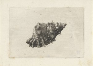 Coquille, bursa rubeta - Wenceslaus Hollar