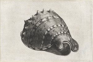 Coquille, cassis cornuta
