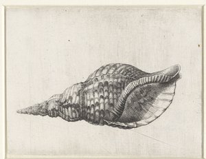 Schelp, charonia tritonis Schelpen (titre de la série)