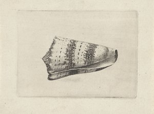 Coquille, conus imperialis