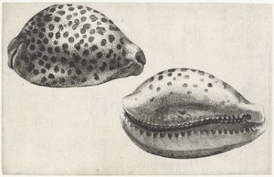 Coquille, cypraea tigris - Wenceslaus Hollar