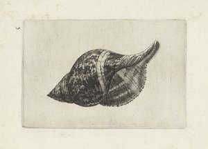 Coquille, fasciolaria tulipa