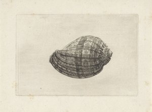 Coquille, harpa major