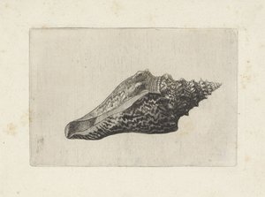 Coquille, hemifusus ternatanus