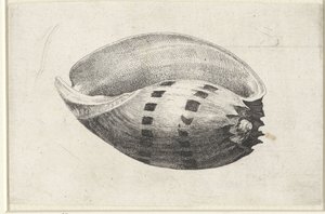 Coquille, amphore de melon
