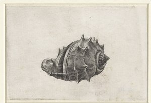 Coquille, melongena melongena