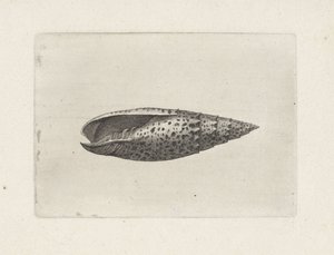 Coquille, mitra papalis