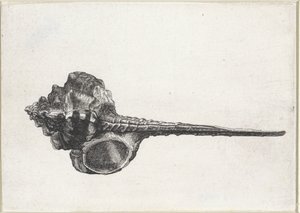Coquille, murex haustellum