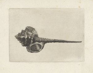 Coquille, murex haustellum - Wenceslaus Hollar
