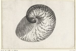 Nautile pompilius - Wenceslaus Hollar