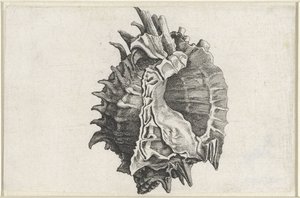 Coquille, phyllonotus erythrostomus