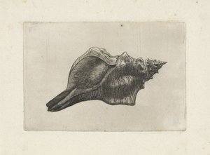 Coquille, pleuroploca trapezium - Wenceslaus Hollar