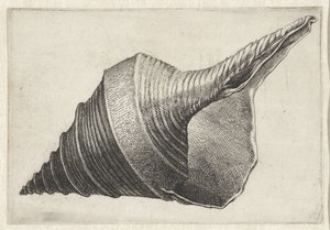 Coquillage, syrinx aruanus