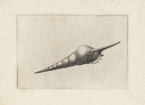 Coquille, tibia fusus melanocheilus