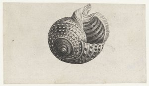 Coquille, tonna dolium - Wenceslaus Hollar