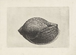 Coquille, tonna perdix