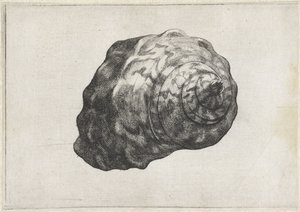 Coquille, turbo sarmaticus - Wenceslaus Hollar