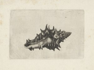 Coquille, vasum ceramicum