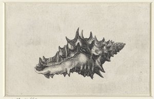 Schelp, vasum ceramicum