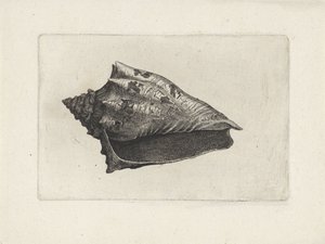 Coquille, voluta ebraea - Wenceslaus Hollar