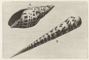 Coquilles, mitra cardinalis (A) et terebra subulata (B) - Wenceslaus Hollar