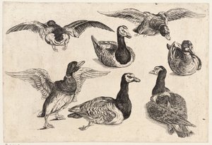 Sept canards