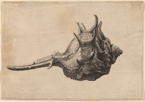 Coquillage (Murex brandaris)