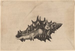 Coquillage (Vasum ceramicum)