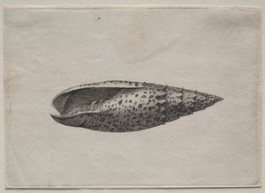 Coquillages : Mitra papalis L, c. 1640s