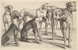 Six chiens, 1646 - Wenceslaus Hollar