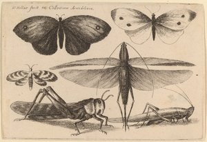 Six insectes - Wenceslaus Hollar