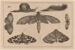 Six Insectes, une Chenille, et un Escargot