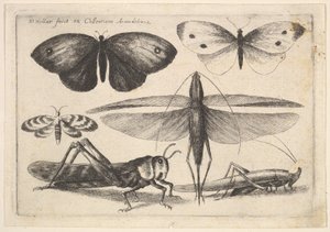 Six insectes - Wenceslaus Hollar