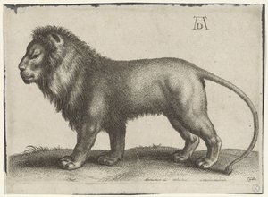 Lion debout - Wenceslaus Hollar
