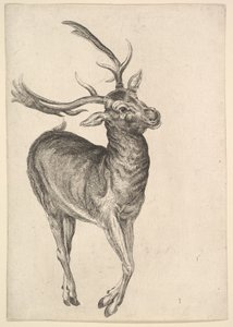 Cerf