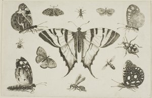 Papillon à queue d