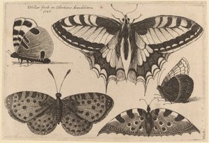 Trois papillons et deux papillons de nuit
