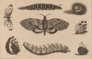 Trois chenilles, un papillon de nuit et quatre papillons