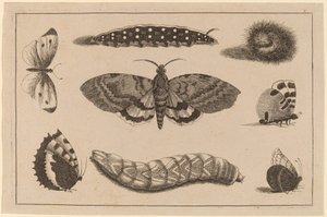 Trois Chenilles, un Papillon de Nuit et Quatre Papillons - Wenceslaus Hollar