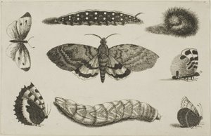 Trois chenilles, un papillon de nuit et quatre papillons - Wenceslaus Hollar