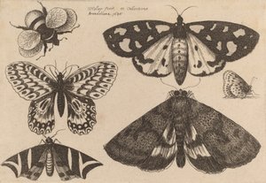 Trois papillons de nuit, deux papillons et un bourdon, 1646