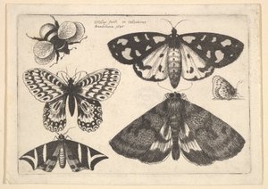 Trois papillons de nuit, deux papillons et un bourdon