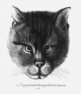 Véritable image du chat du tsar Alexis I Mikhailovich de Russie - Wenceslaus Hollar