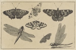 Deux libellules et cinq papillons (série Diversae Insectorum) - Wenceslaus Hollar