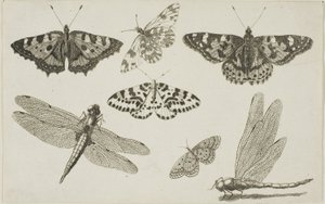 Deux Libellules et Cinq Papillons